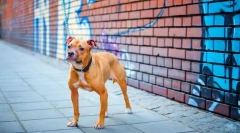 Собака пітбул (фото) - дворянний лев у собачній черепі